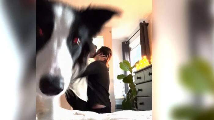 Liebevolle Photobomb: Hund sabotiert mit Hinterteil romantischen Heiratsantrag