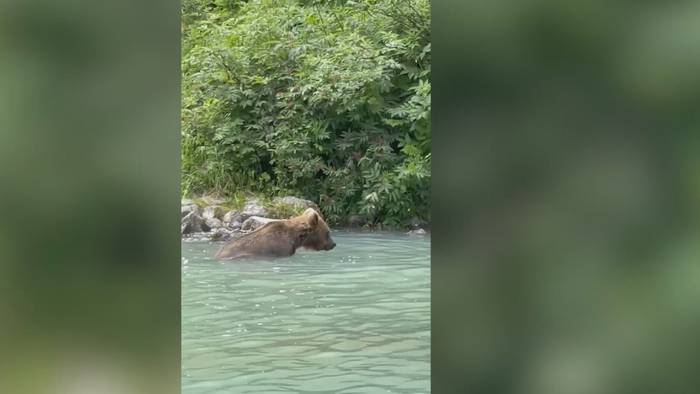 Touristen völlig von den Socken: Grizzlybär gönnt sich entspanntes Bad in Bucht