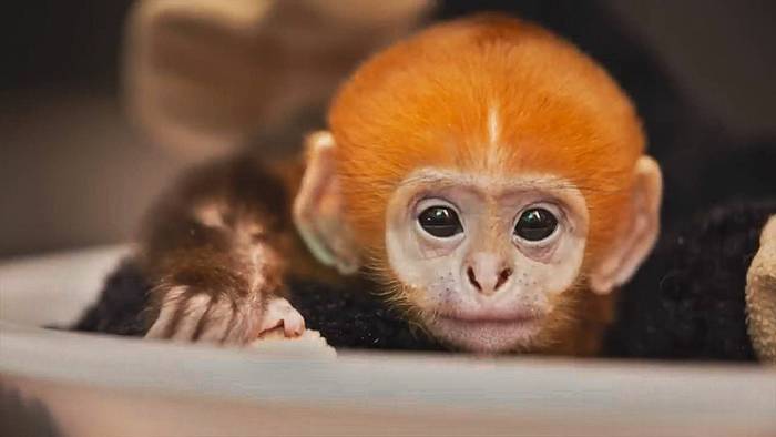 Tonkin-Schwarzlangur: Seltener Affe in Missouri geboren