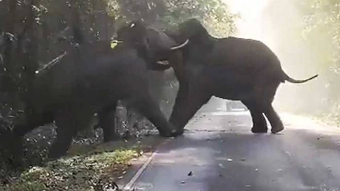 Straßenblockade: Elefantenbullen gehen aufeinander los