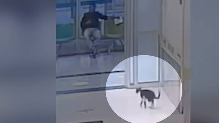 Bein gebrochen: Katze sucht Hilfe in Krankenhaus