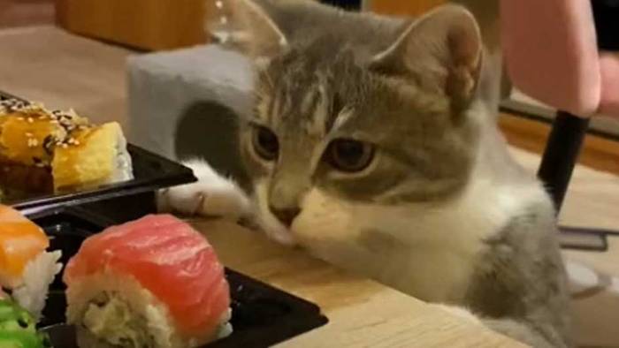 Sushi-Dieb: Katze macht sich über teuren Fisch her