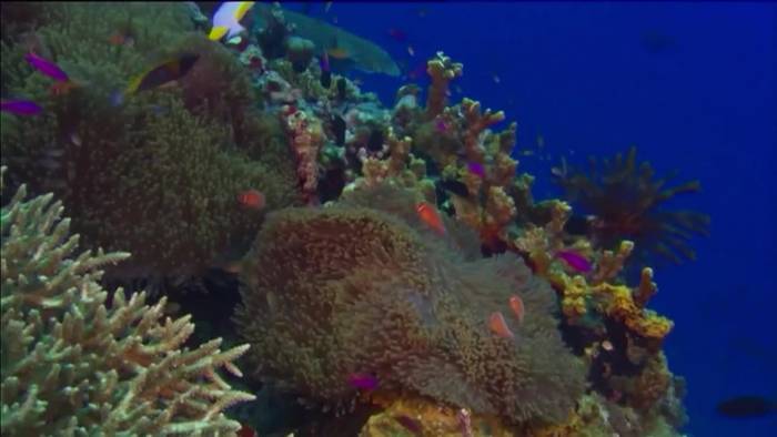Great Barrier Reef könnte Weltnaturerbe-Status verlieren