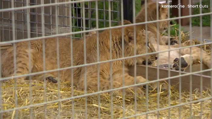 Neues Zuhause: Löwenbabys aus der Ukraine gerettet