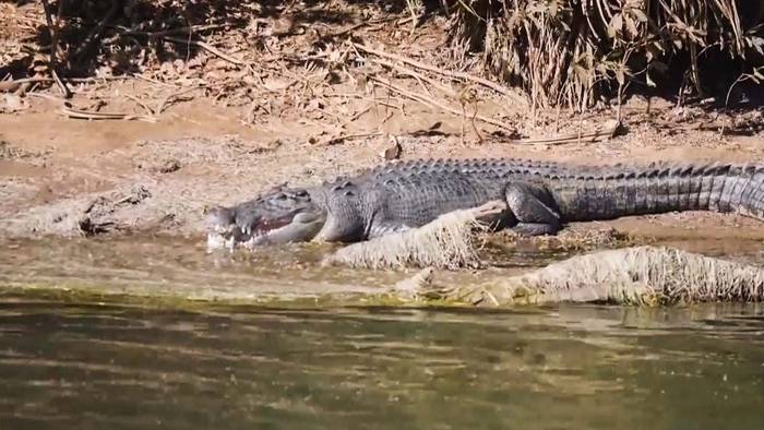 Immer mehr Krokodile in Westaustralien: Ranger sehen Gefahr für Touristen