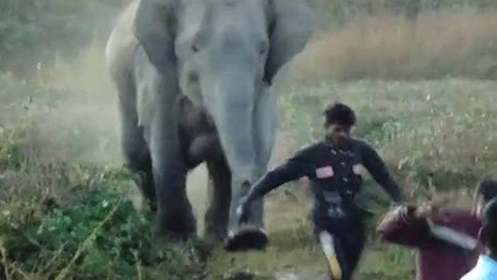 Dorfbewohner vertreiben Elefantenherde - dann wird es brenzlig
