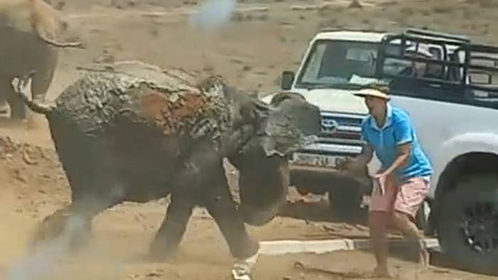Erst gerettet, dann aggressiv: Junger Elefant ohne Dankbarkeit