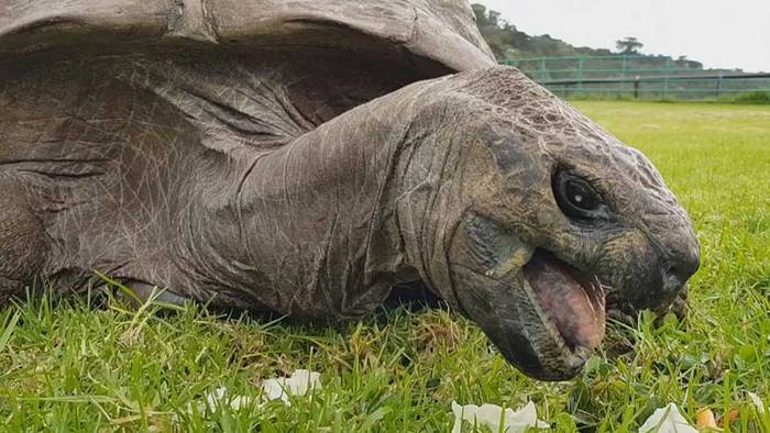 190 Jahre: Älteste Schildkröte der Welt feiert Geburtstag