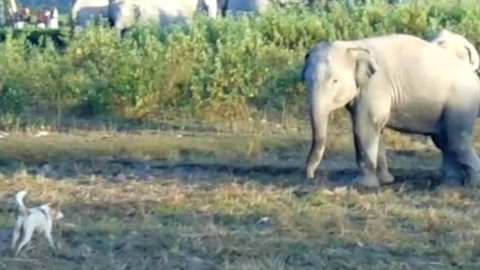 Mutiger Hund vertreibt Elefanten von Plantagenfeld