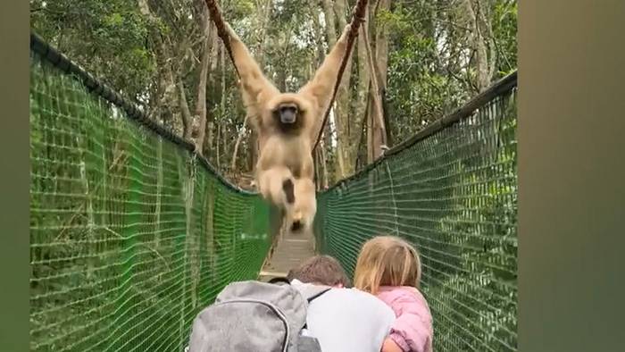 Affiger Gegenverkehr: Gibbon macht Hängebrücke unsicher