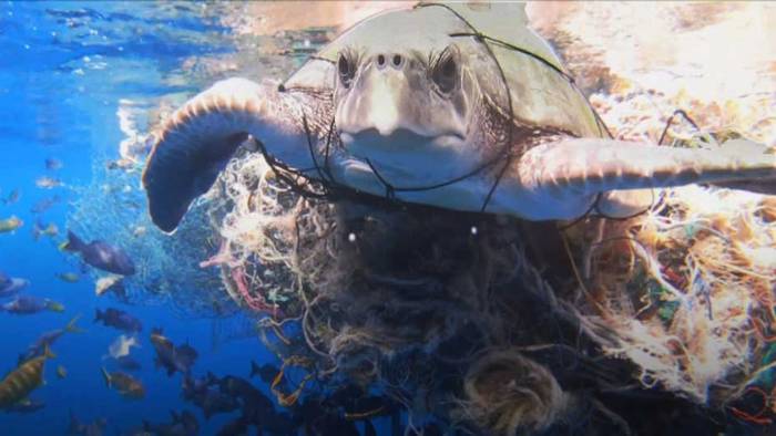 Im Müll verheddert: Taucher retten Meeresschildkröte in Not