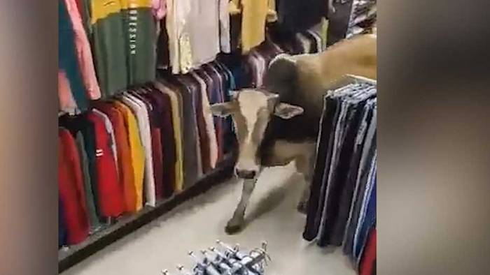Tierischer Schnäppchenjäger: Kuh spaziert durch Weihnachtsschlussverkauf