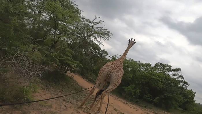 Draht von Wilderern am Bein: Tierärzte jagen Giraffe