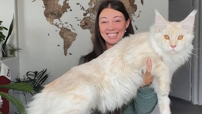 Gerade einmal neun Monate alt: Diese Hauskatze ist riesig