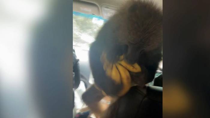 Affe wittert Chance: Diebischer Pavian überfällt Auto
