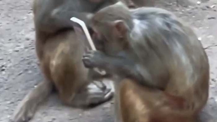 Handy fällt in Zoogehege - Affe macht ausgiebigen Geschmackstest