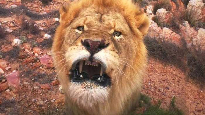 Löwe fühlt sich beim Fressen gestört – Wildhüter behält die Nerven