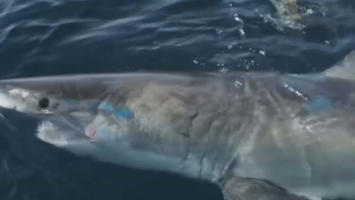 Streicheleinheit für Weißen Hai: Taucher beweist gute Nerven