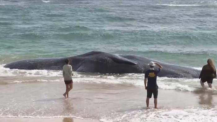 Millionen Tonnen Plastikmüll im Magen: Toter Wal an der Küste Hawaiis