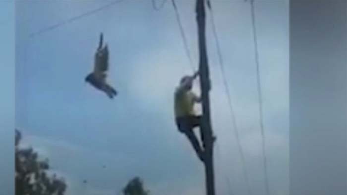 Adler in Stromleitung verfangen: Mutiger Helfer kommt zu Hilfe