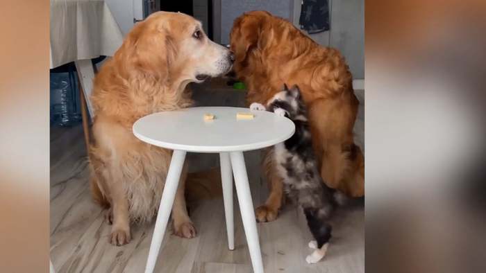 Diebische Katze schnappt Hunden Käse vor Schnauze weg