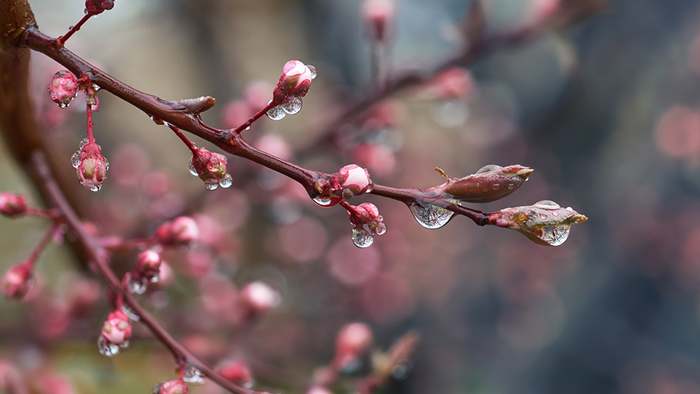 Märzprognose: Fällt der Frühlingsbeginn ins Wasser?