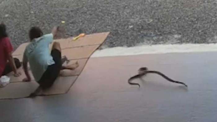 Gefährlich nah: Kobra sorgt für Schockmoment auf Terrasse