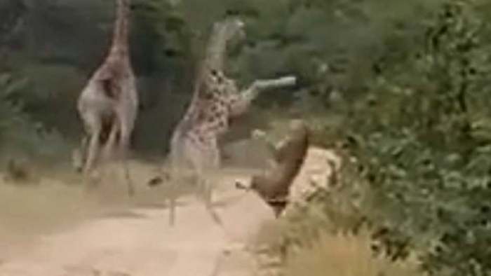Karate-Kick: Giraffenbaby wehrt Löwenangriff ab