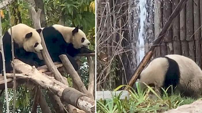 Leck verursacht: Panda kämpft verzweifelt mit Rohrbruch
