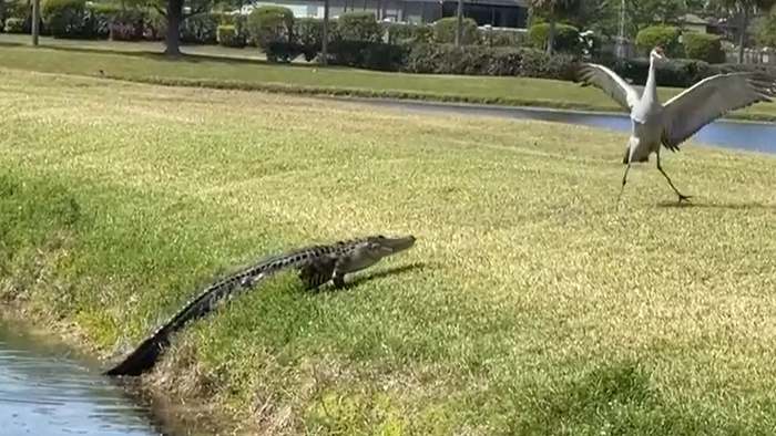 Kranich ohne Angst: Alligator verliert Blickduell