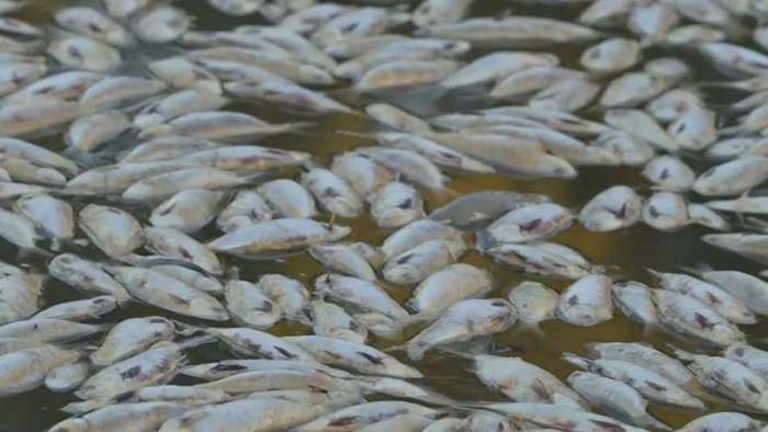 Nach Hitzewelle: Millionen toter Fische in australischem Fluss