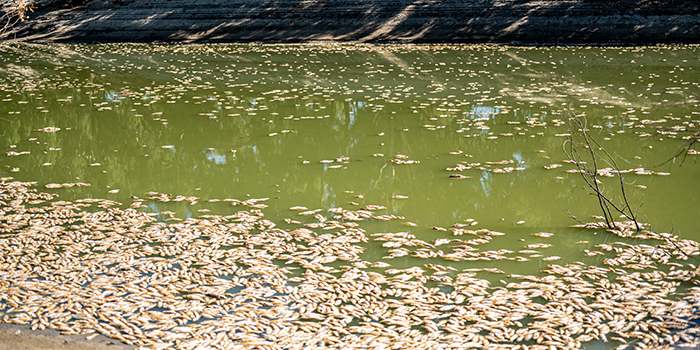 Bild des Grauens Millionen tote Fische auf australischem Fluss