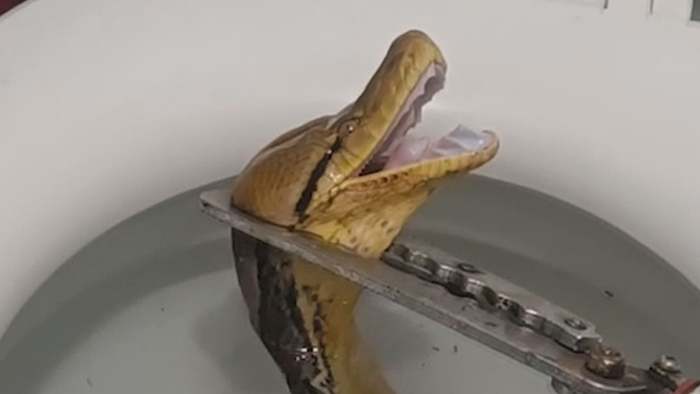 Schock auf dem Klo: Drei-Meter-Python lugt aus Toilette