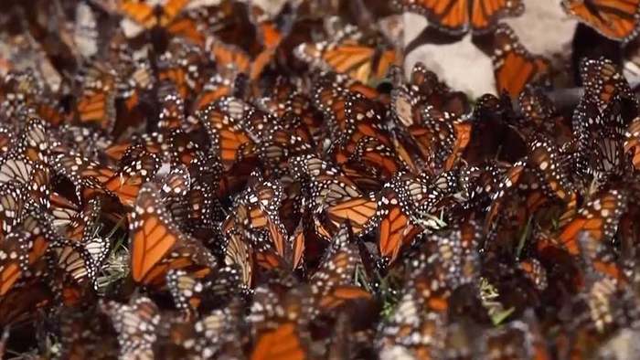 Population zurückgegangen: Klimawandel bedroht Monarchfalter