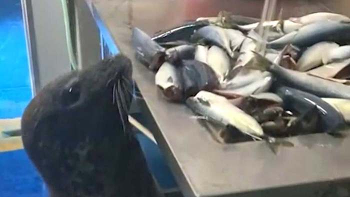 Tierischer Einbruch: Robbe erbeutet Fisch aus Zoo-Küche