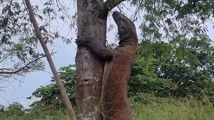Neugierige Riesenechse: Wildhüter sitzt auf Baum fest