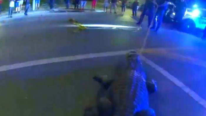 Gefährlicher Spaziergänger: Mutige Polizisten machen Alligator dingfest