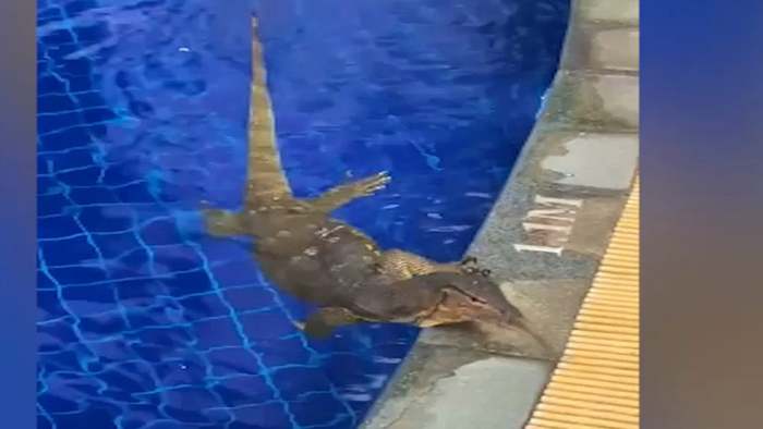 "Godzilla" im Swimmingpool: Waran gönnt sich Erfrischung