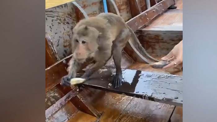 Laute Angstschreie: Affen überfallen Boot