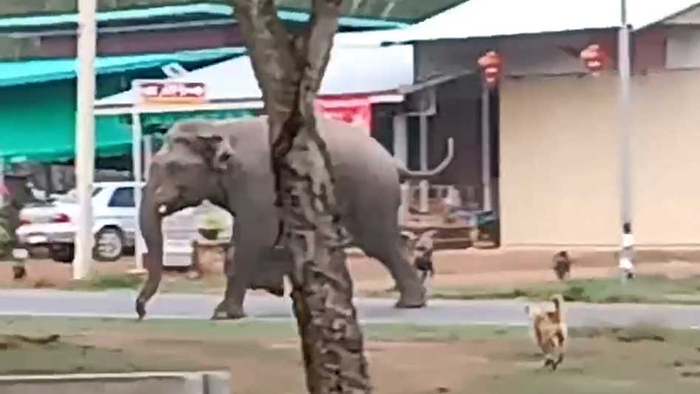 Elefant treibt sich auf Grundstück herum – dann schreiten Hunde ein