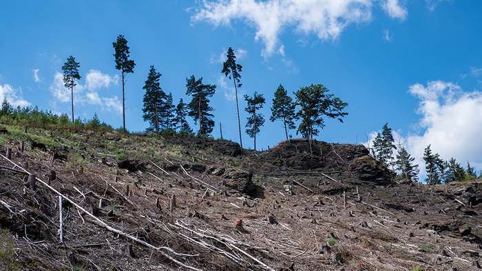 Wälder in Zeiten des Klimawandels - Wie krank sind unsere Bäume wirklich?