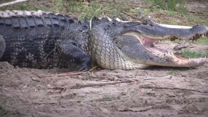 Alligator-Angriff hinter Bar: Mann verliert Arm
