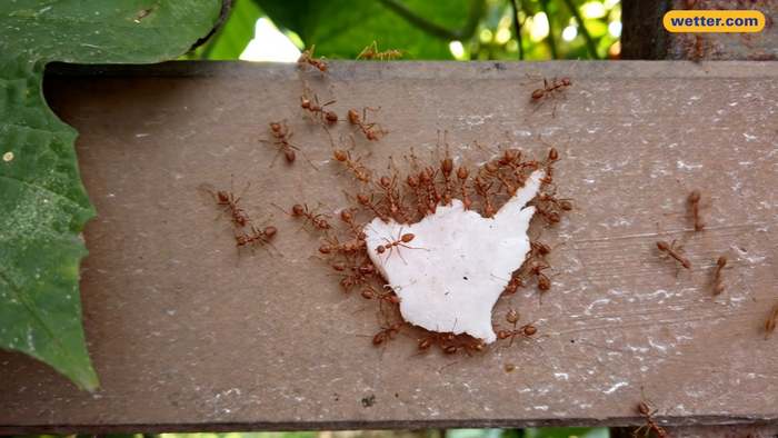 Ameisen in der Wohnung: So wirst du sie ohne Chemie los
