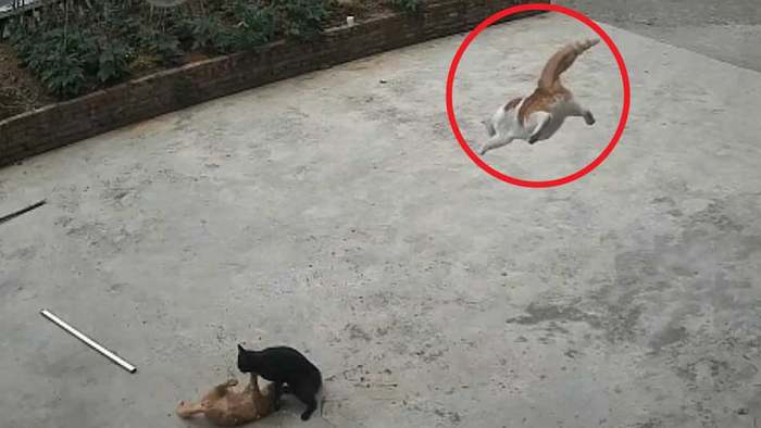 Katze wird von Artgenossen attackiert - dann kommt ein Retter angeflogen
