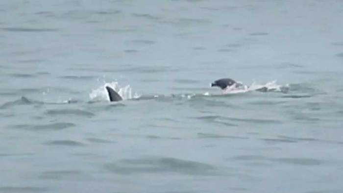 Attacke vor Küste: Hai geht auf Delfin los