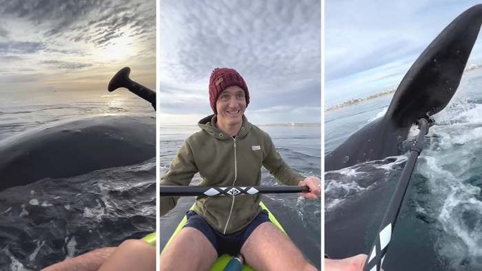 Umzingelt: Riesige Glattwale überraschen Kajakfahrer in Argentinien