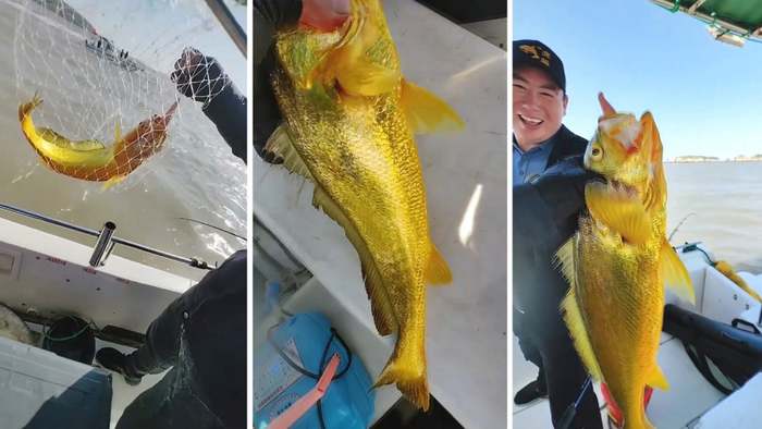Goldenes Händchen: Fischer fängt seltenen Umberfisch