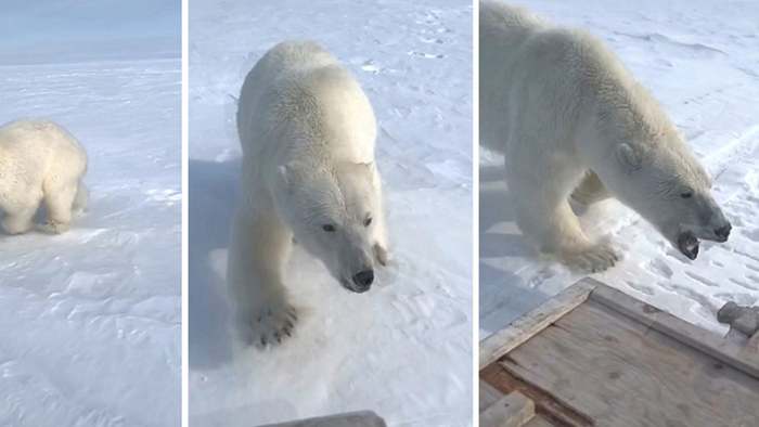 Eisbär geht zum Angriff über: Gefährliche Begegnung auf Schneemobil