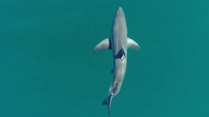 Neue Studie: Weiße Haie viel harmloser als angenommen