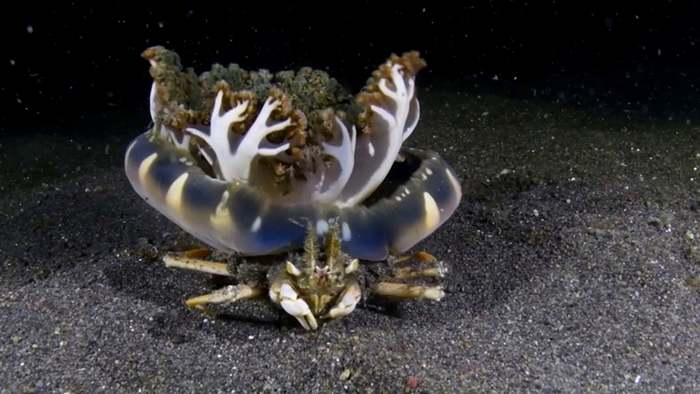 Perfekte Tarnung: Krabbe trägt Qualle mit sich herum